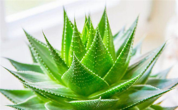 桐乡新装修的房子放什么植物好？